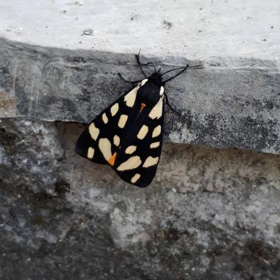 28 Papillon Lcaille De Chine